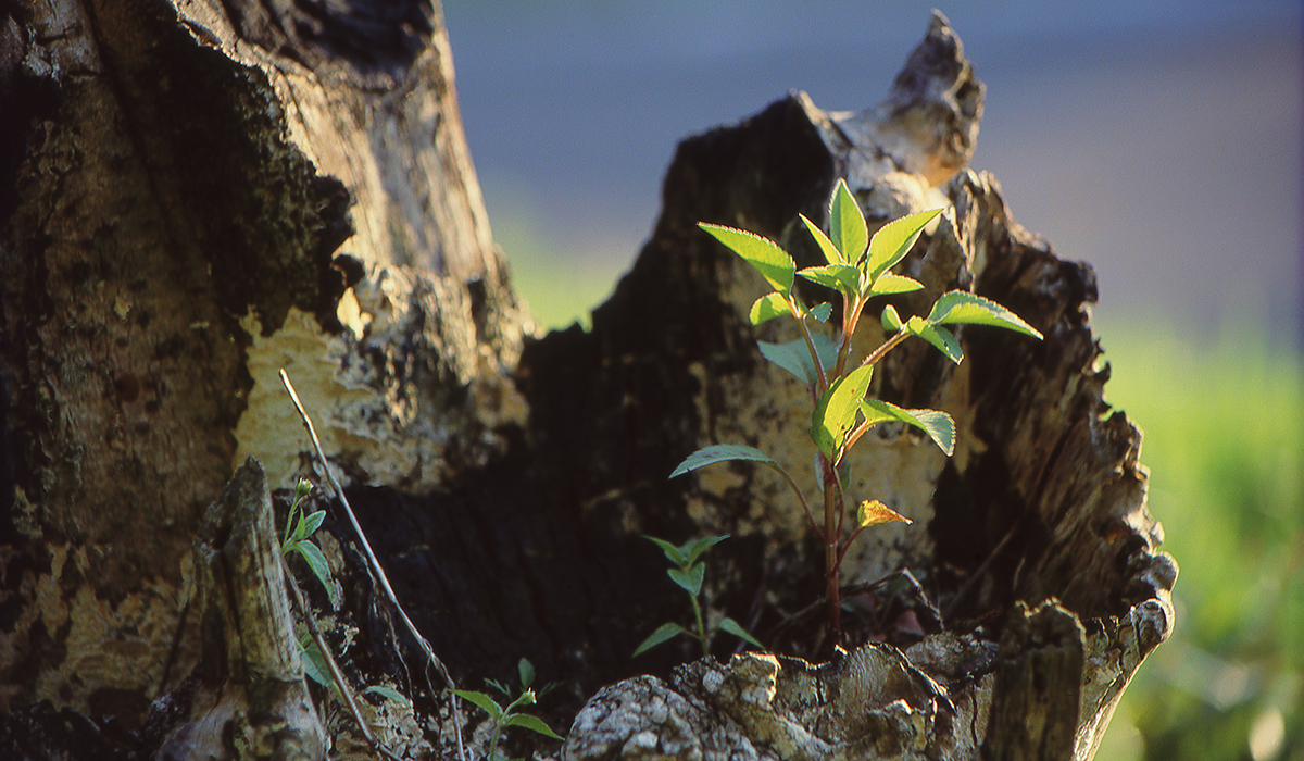 Slide Image