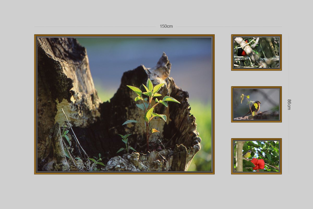 Slide Image